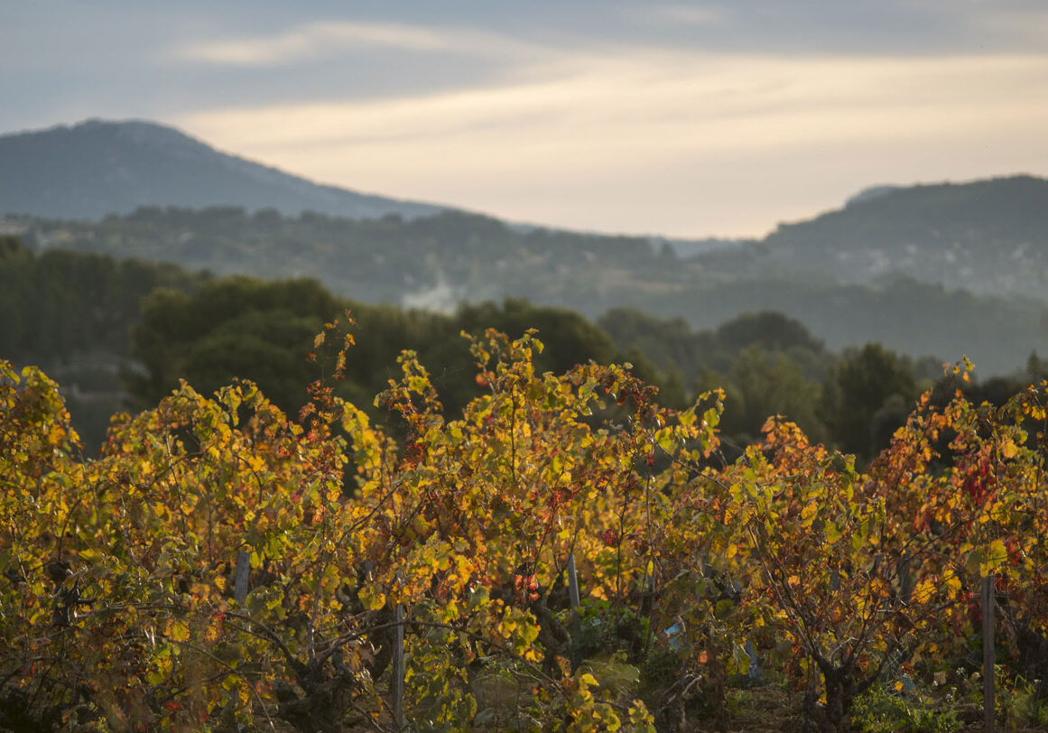 vignes-chateau-salettes-automne